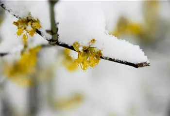 Winterblühende Gehölze für besondere Akzente im Winter