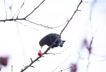 Gehölze als Nahrungsquelle für Vögel pflanzen