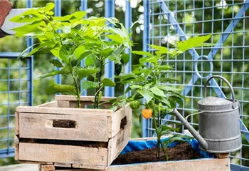 Urban Gardening Ideen für wenig Platz