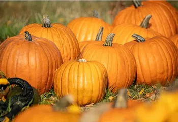 Der Herbst ist die beste Zeit für leckere und hübsche Kürbisse