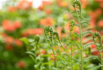 Der richtige Umgang mit giftigen Farnen im Garten