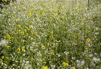 Mit einer Gründüngung zum gesunden Garten