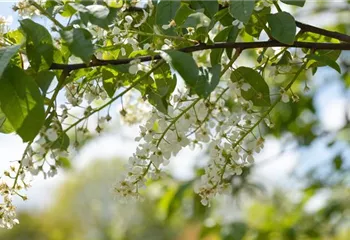 Einen stattlichen Kirschbaum im Garten anpflanzen und pflegen