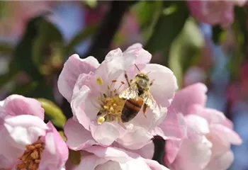 Erfolgreich bienenfreundliche Bäume und Sträucher anpflanzen