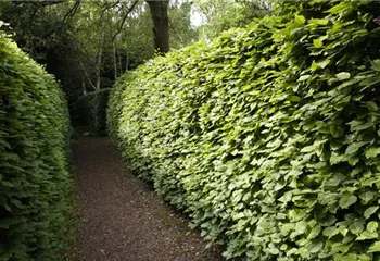 Gut geschützt – Hecken pflanzen und den Garten ungestört genießen