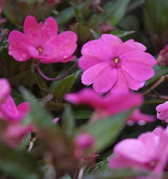 Impatiens neuguinea