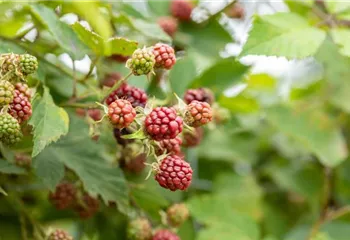 Im Frühjahr Brombeeren pflanzen für eine erfolgreiche Ernte