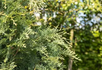 Immergrüne Nadelgehölze im Garten sind vielseitig einsetzbar