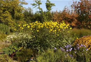 Langlebige Sonnenstauden für den Garten