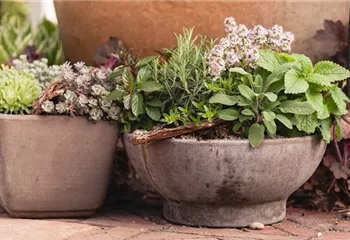 Mehr als nur aromatisch: Die gesunden Nährstoffe in Kräutern