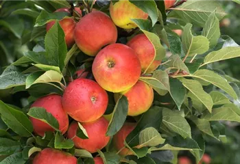 Säulenobst pflanzen – frische Früchte direkt vor der Haustür