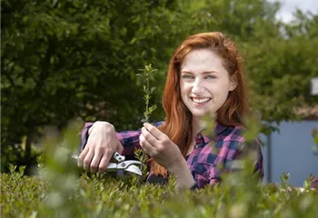 Schnipp, schnapp, Hecke ab! Heckenpflanzen schneiden im Sommer