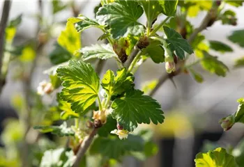 Stachelbeeren richtig pflanzen und pflegen