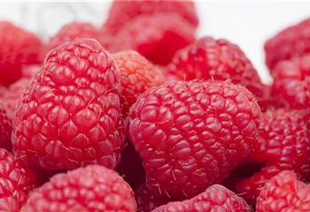 Tipps zum Pflanzen und Pflegen von Himbeeren