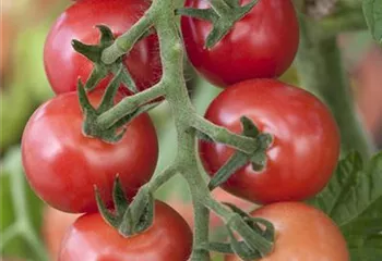 Tomaten – vielseitiges Gemüse für drinnen und draußen