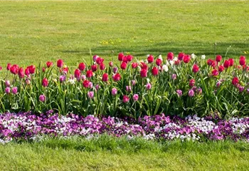 Wie ein pflegeleichter Garten gestaltet wird