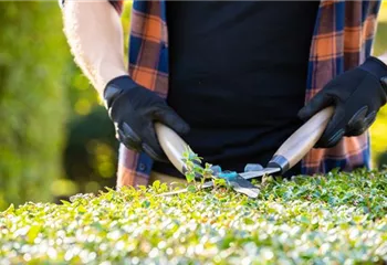 Tipps für den perfekten Rückschnitt im Herbst