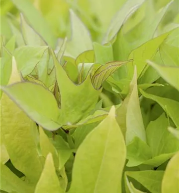 Ipomoea batatas