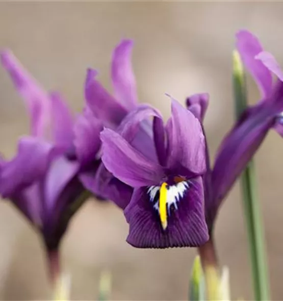 Iris reticulata