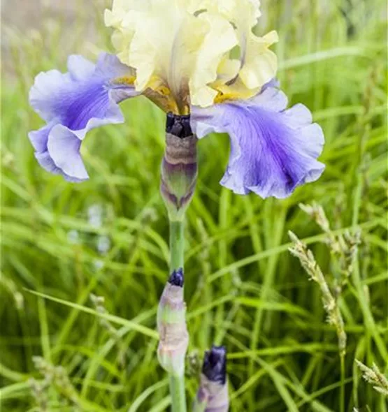 Iris x germanica