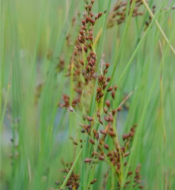 Juncus effusus