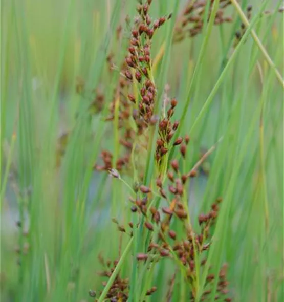 Juncus effusus