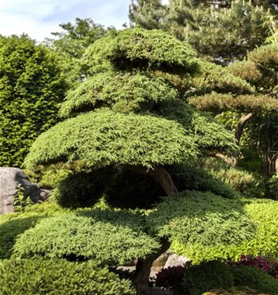 Juniperus chinensis