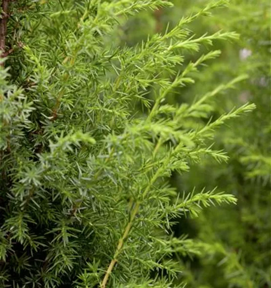 Juniperus communis