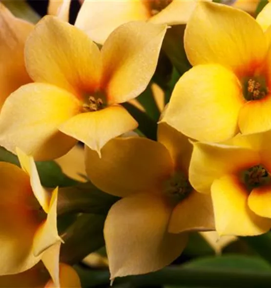 Kalanchoe blossfeldiana