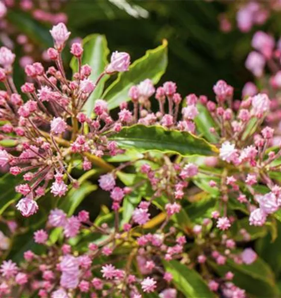 Kalmia latifolia