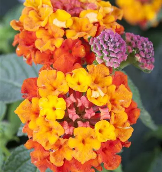 Lantana camara