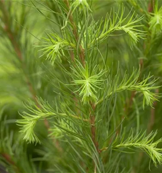 Larix decidua