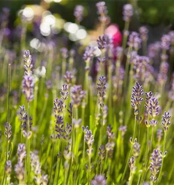 Lavandula angustifolia