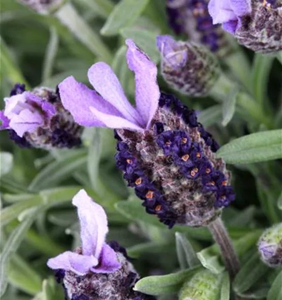 Lavandula stoechas