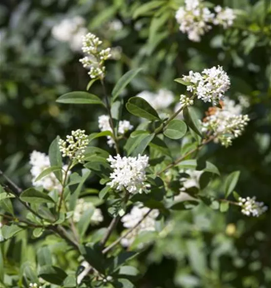 Ligustrum ovalifolium