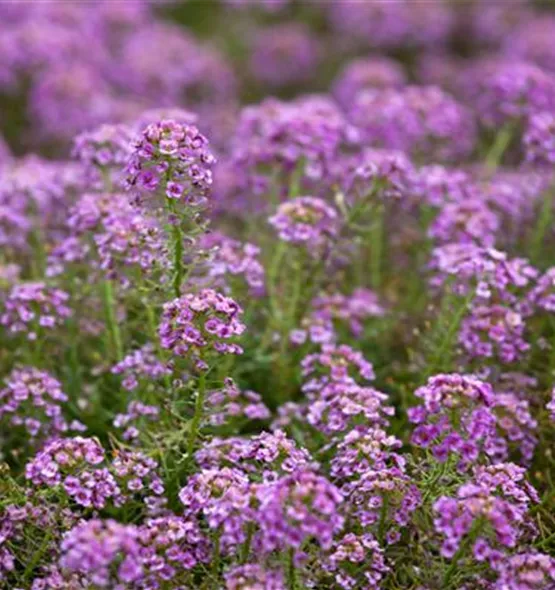 Lobularia maritima