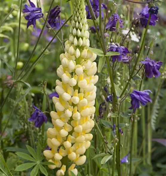 Lupinus polyphyllus