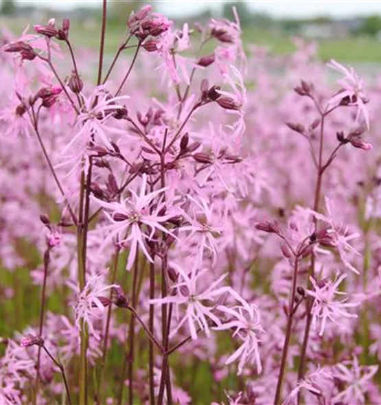 Lychnis flos-cuculi