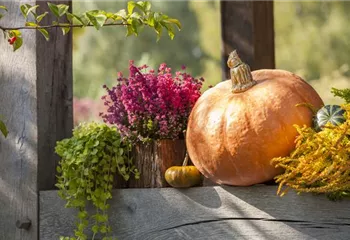 Herbstliche Dekoration im Kürbis