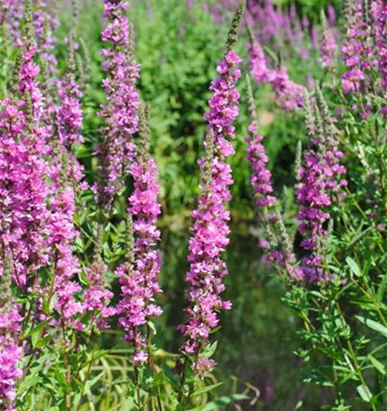 Lythrum salicaria