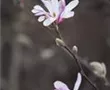 Tulpen-Magnolie