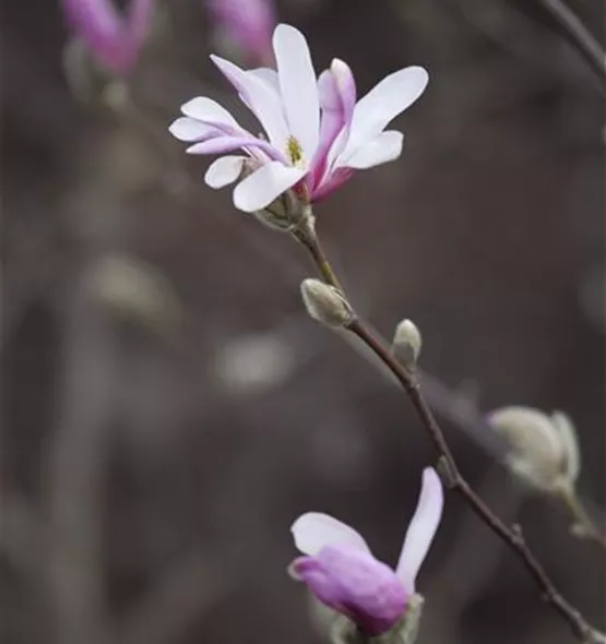 Magnolia x soulangiana