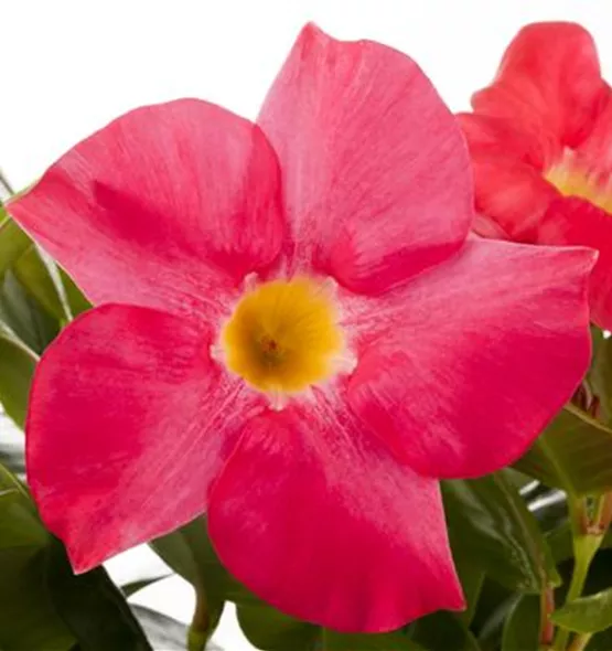 Mandevilla sanderi