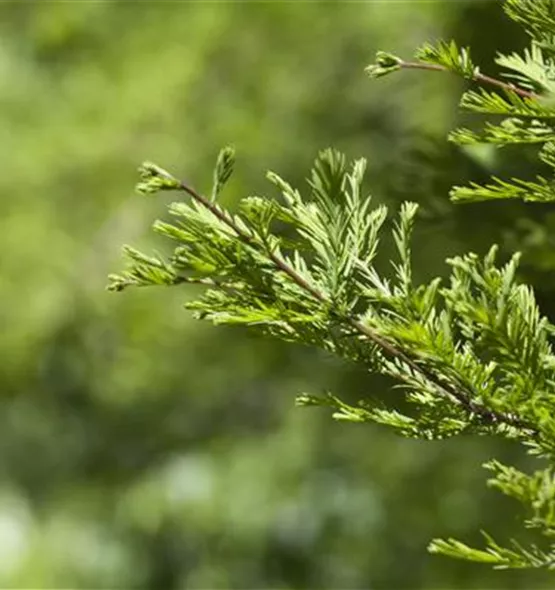 Metasequoia glyptostroboides