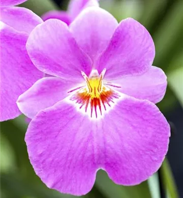 Miltoniopsis