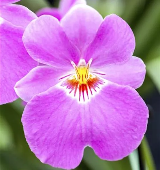 Miltoniopsis