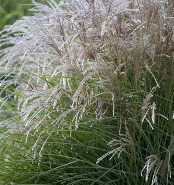 Miscanthus sinensis