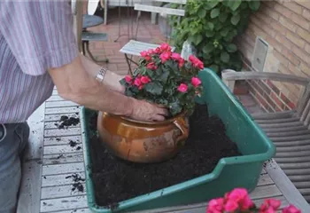 Blumenkübel - Bepflanzen mit mehreren Sommerblumen