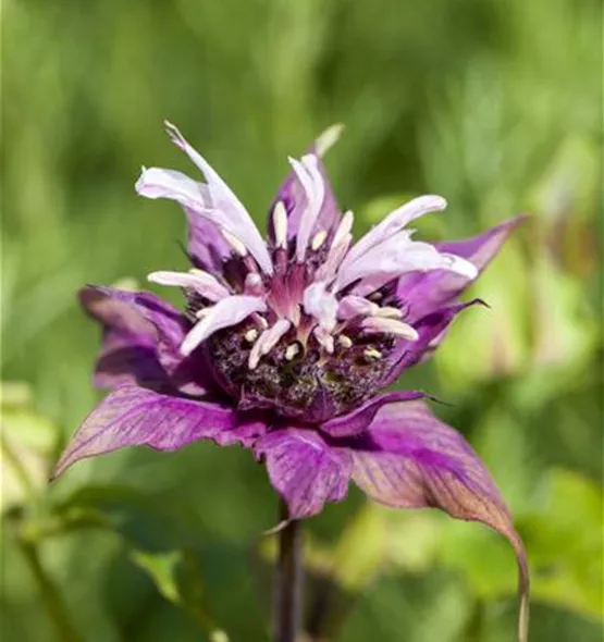 Monarda didyma