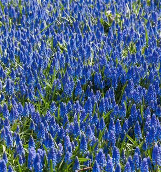 Muscari armeniacum